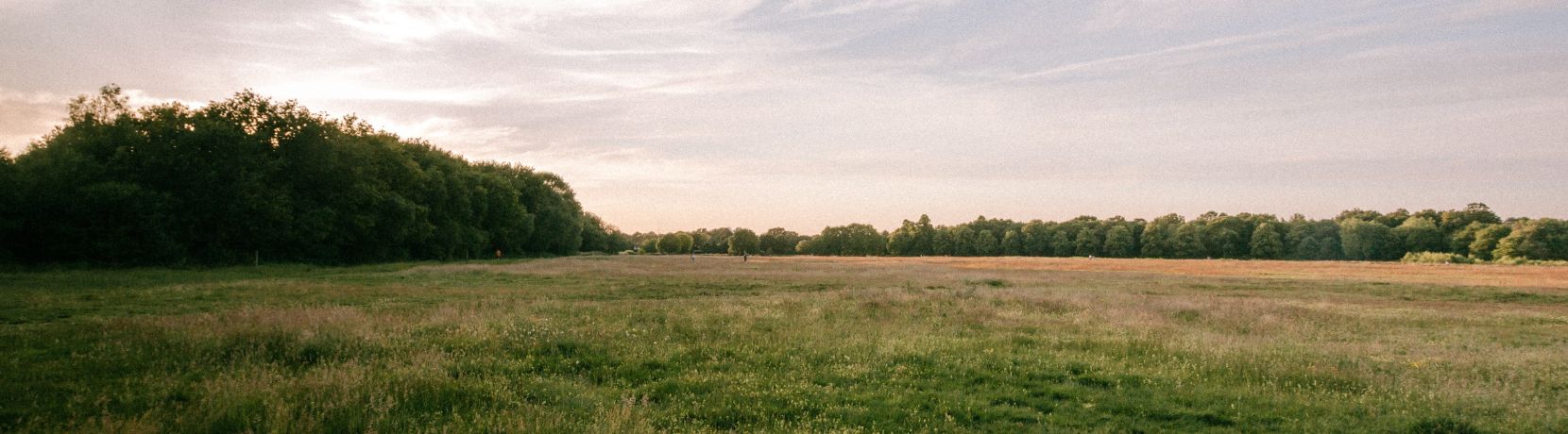 Evening shot of a green field